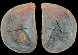 Triassic Fossil Fish In Nodule (Pos/Neg) - Madagascar #53756-1
